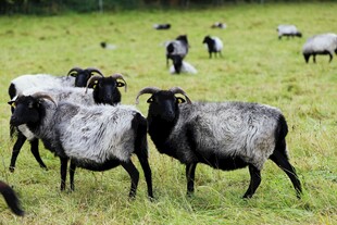 草原上的黑羊群