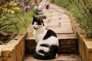 黑白猫咪坐于木径花丛间