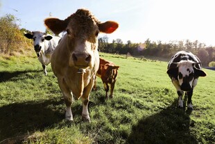 田园中漫步的几头奶牛