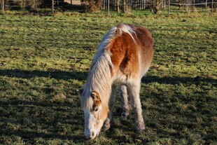 田园中吃草的棕白相间马