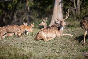 草地上休憩的一群梅花鹿