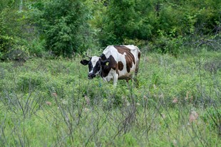 草地上的花奶牛