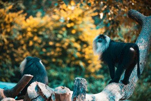 秋日户外人与萌宠的惬意时光