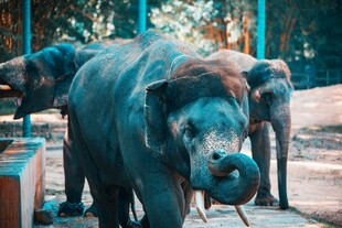 动物园里的大象群