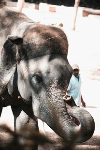 人与大象的亲密瞬间