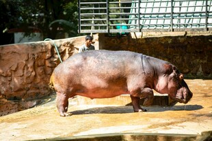 动物园中站立的河马