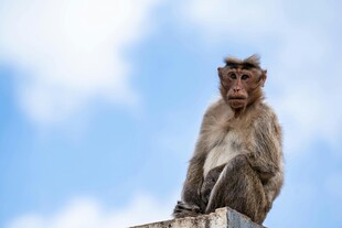 石上坐猴 蓝天白云背景
