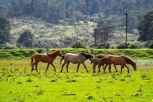 草原上的骏马群