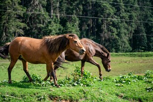 草原上的两匹马