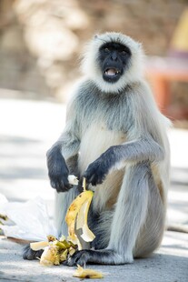 猴子坐地享用剥开的香蕉