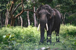 森林中漫步的大象