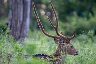 林中长角鹿