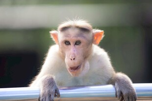 可爱小猴抓着栏杆张望