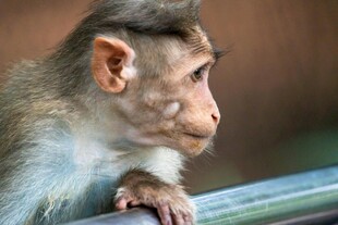 窗边小猴 专注望向远方