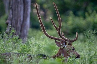 林中雄鹿 尽显野性之美