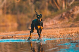 水边可爱杜宾犬