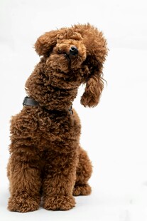 可爱棕色泰迪犬