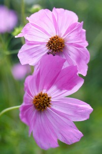 两朵娇艳的粉色波斯菊