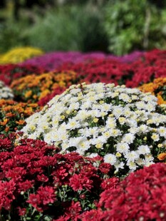 多彩菊花绽放的美丽花田