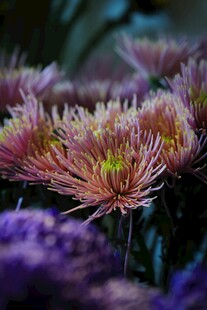 绚丽多彩的紫粉花朵绽放