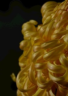 金黄卷曲菊花特写