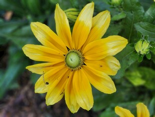 黄色单朵菊花特写