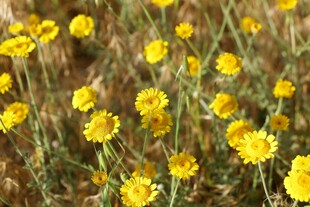 田野中的黄色小花绽放