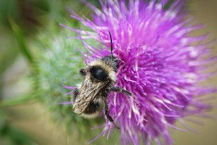 蜜蜂停留在紫色花朵上