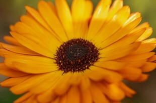 绽放的橙色金盏花