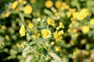 金黄小花绽放于草丛间