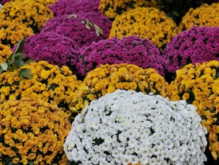 多彩花卉簇拥白色花球