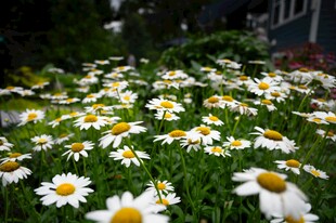 烂漫雏菊绽放于花园中