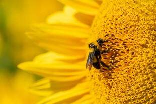 蜜蜂采蜜于金黄向日葵上