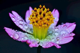 带露绽放的美丽紫色荷花