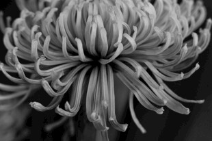 黑白菊花特写