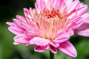 娇艳粉色菊花特写