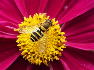 蜜蜂采蜜于艳红花朵间