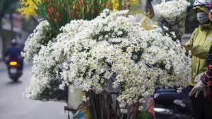 白色花卉装点的摩托车