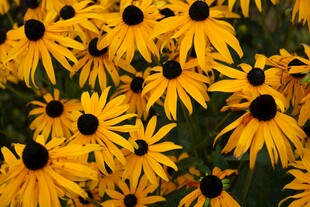 金黄黑心菊绽放的美丽