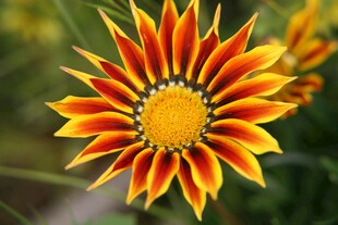 艳丽勋章菊特写