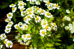 清新小白菊绽放于绿叶间