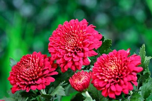 艳丽红色菊花绽放