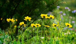 草地中的黄色野花绽放