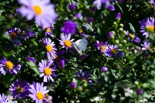 紫色小花丛中的蝴蝶