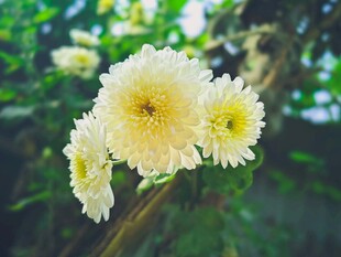 清新绽放的黄色美丽菊花