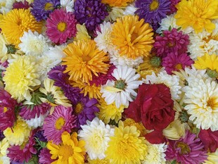 多彩花卉绽放美丽瞬间