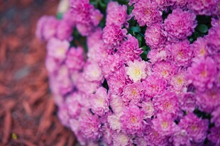 紫色簇拥小菊花特写