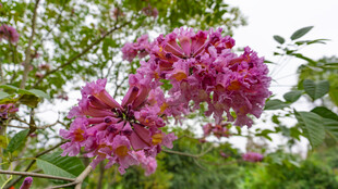 娇艳盛开的粉紫色花朵 紫风铃