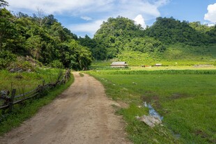 乡间土路旁的翠绿田野