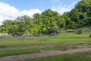 绿意盎然的户外自然场景